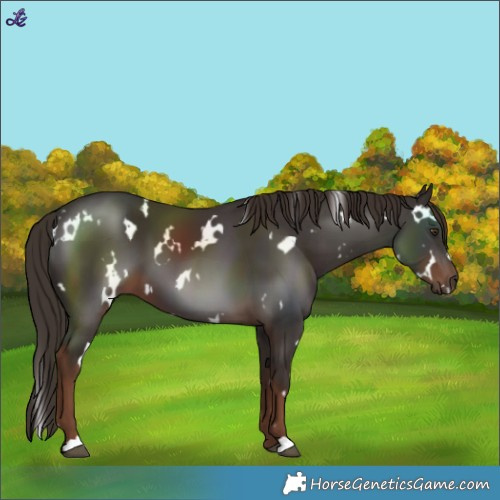 Horse Color:White Spotted Liver Chestnut