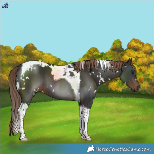 Horse Color:White Spotted Liver Chestnut Tobiano
