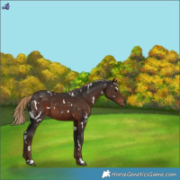 Horse Color:White Spotted Liver Chestnut 