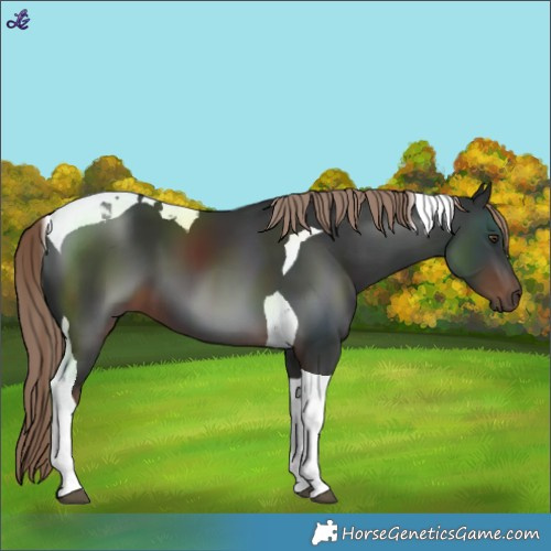 Horse Color:Liver Chestnut Tobiano 