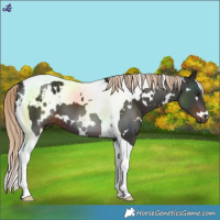 Horse Color:White Spotted Liver Chestnut Tobiano