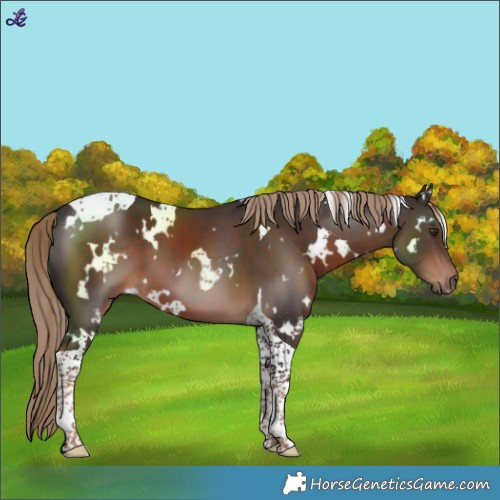 Horse Color:White Spotted Liver Chestnut Tobiano