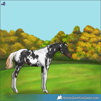 Horse Color:White Spotted Liver Chestnut Tobiano