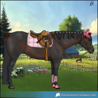 Horse Color:Brown 