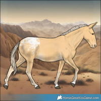 Horse Color:Palomino Appaloosa 