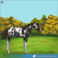Horse Color:White Spotted Liver Chestnut Tobiano Appaloosa 
