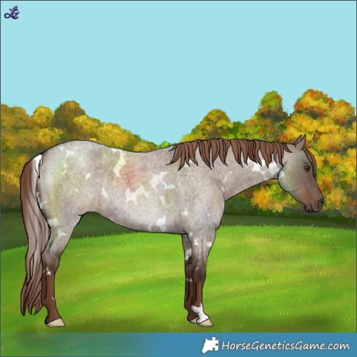 Horse Color:White Spotted Liver Red Dun Roan 