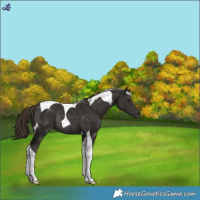 Horse Color:Liver Chestnut Tobiano Rabicano 