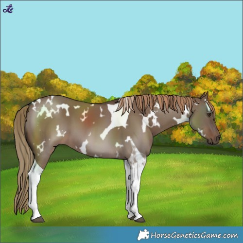 Horse Color:White Spotted Liver Red Dun Tobiano 