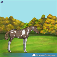 Horse Color:White Spotted Liver Red Dun Tobiano 