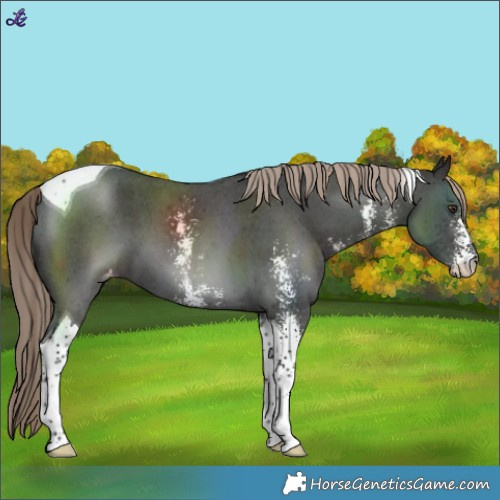 Horse Color:Liver Chestnut Sabino Tobiano Varnish 