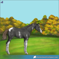 Horse Color:Liver Chestnut Sabino Tobiano Appaloosa 