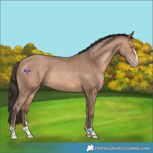 Horse Color:Sable Champagne Rabicano 