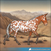 Horse Color:Silver Bay Near Leopard 