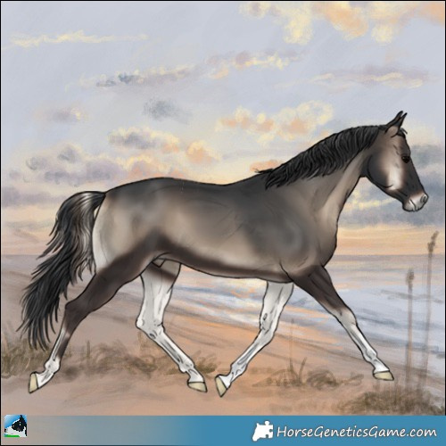 Horse Color:Blue Onyx 