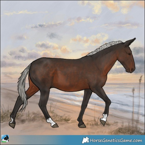 Horse Color:Liver Chestnut Mushroom 