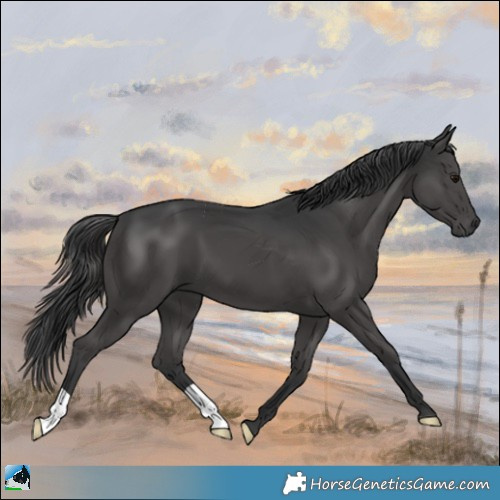 Horse Color:Black Mushroom 
