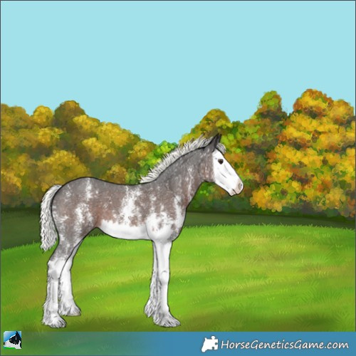 Horse Color:Liver Chestnut Mushroom Sabino Splash 