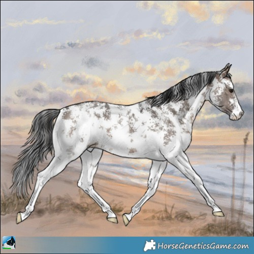 Horse Color:Brown Dun Sabino Brindle 