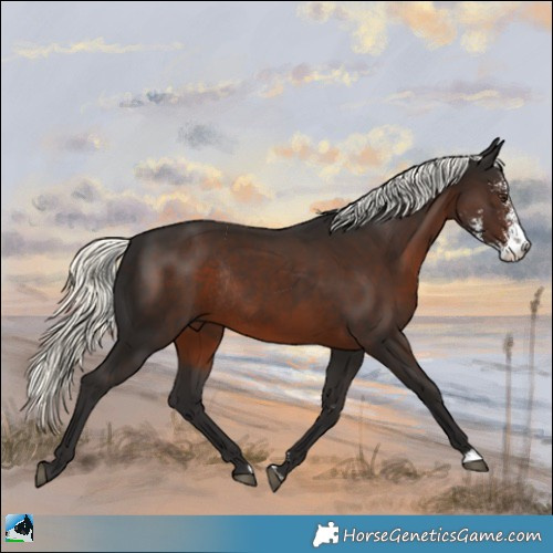 Horse Color:Liver Chestnut Mushroom Sabino Rabicano 