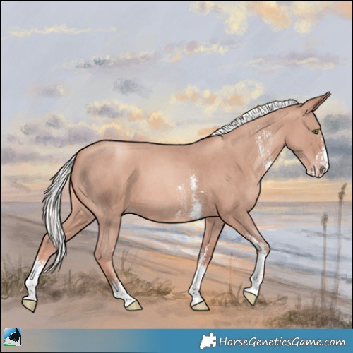 Horse Color:Gold Champagne Mushroom Sabino 