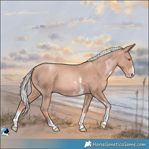 Horse Color:Gold Champagne Mushroom Sabino