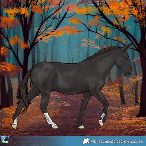 Horse Color:Liver Chestnut 