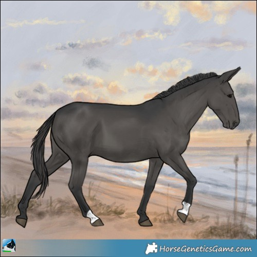Horse Color:Black Mushroom 