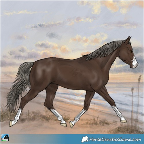 Horse Color:Liver Chestnut Mushroom 