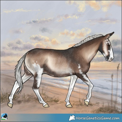 Horse Color:Liver Red Onyx Mushroom Sabino Rabicano 