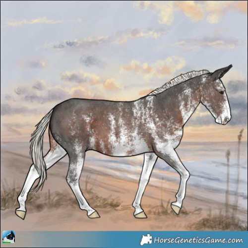 Horse Color:White Spotted Liver Chestnut Mushroom 