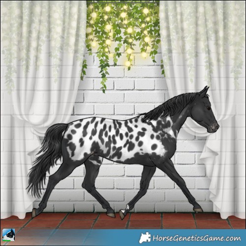Horse Color:Black Blanket Rabicano 