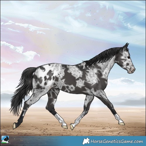 Horse Color:Black Ice Blanket 