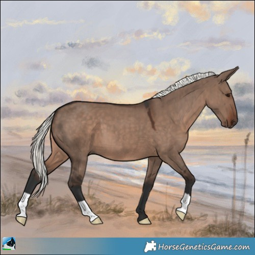 Horse Color:Liver Red Dun Mushroom 