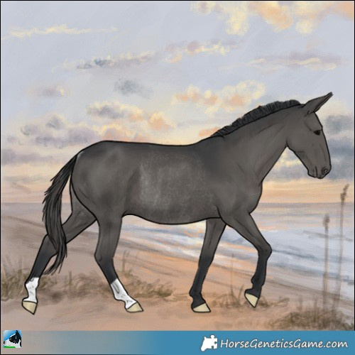 Horse Color:Black Rabicano 
