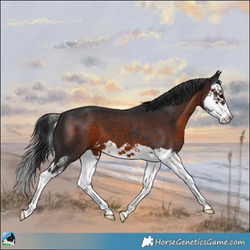 Horse Color:Brown Splash 