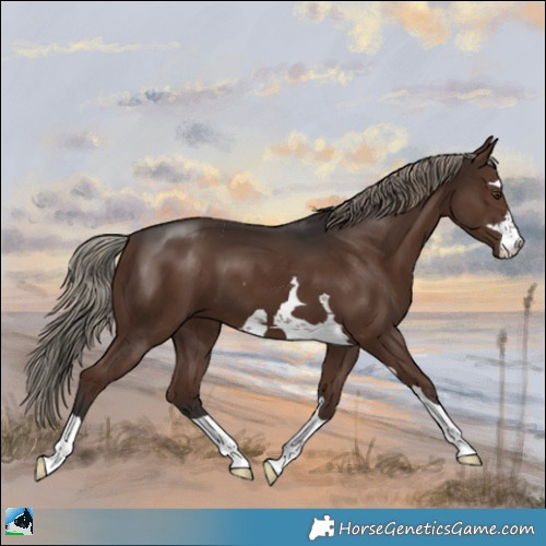 Horse Color:Liver Chestnut Mushroom 