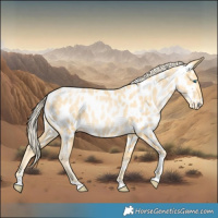 Horse Color:Palomino Pearl Near Leopard 