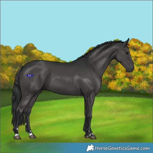 Horse Color:Black 