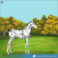 Horse Color:White Spotted Liver Chestnut Appaloosa 