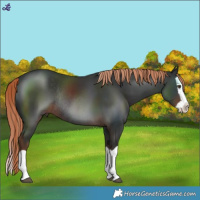 Horse Color:Liver Chestnut Splash Rabicano