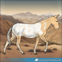 Horse Color:Palomino Blanket 