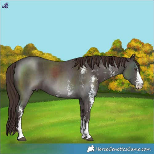 Horse Color:Liver Chestnut Sabino 