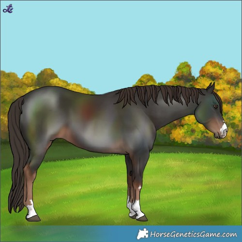 Horse Color:Liver Chestnut