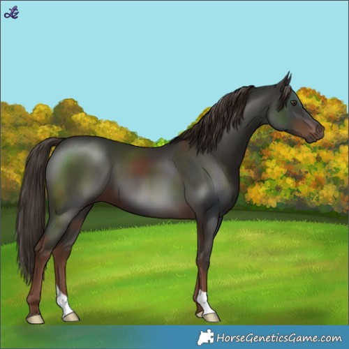 Horse Color:Liver Chestnut