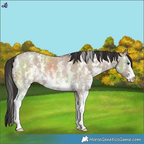 Horse Color:Liver Red Dun Sabino