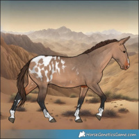 Horse Color:Bay Dun Blanket 