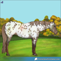 Horse Color:Liver Red Dun Blanket 