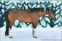 Horse Color:Buckskin Tobiano