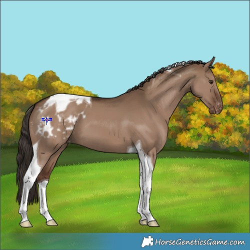 Horse Color:Liver Red Dun Tobiano Appaloosa 